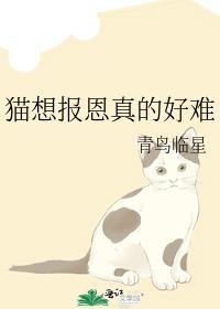 报恩的猫咪